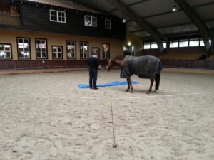 coaching met paarden, teamtraining met paarden, paardencoaching, InnerQi, leiderschapstraining