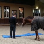 waarom Paardencoaching, psychologische veiligheid in teams