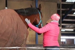 opleiding NLP paardencoaching
