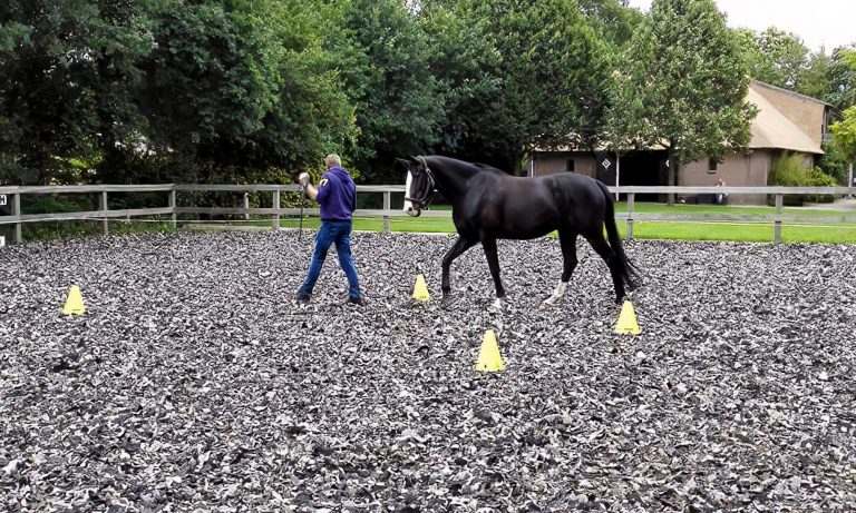 persoonlijk leiderschap, leiderschap met paarden