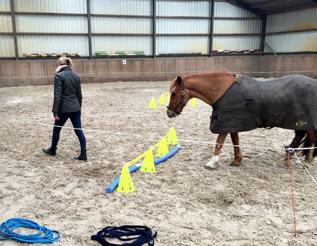 paardencoach in Friesland, paardencoaching hoe werkt het, InnerQi