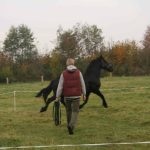 Paardenfluisteraar, paard als spiegel, leiderschap met paarden coaching Friesland InnerQi
