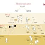 polyvagaal theorie oefeningen, Hulp bij verwerken van trauma, polyvagale theorie