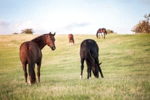 Paard en welzijn