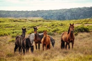 Paard en welzijn