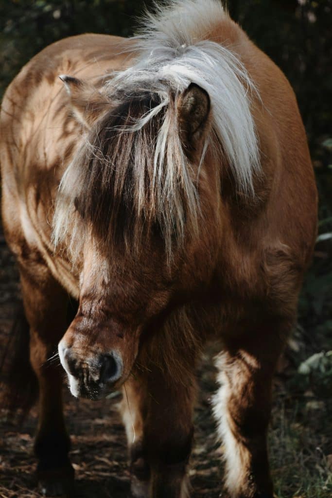 De kracht van paardencoaching