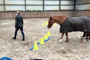 paardencoach in Friesland, paardencoaching hoe werkt het, InnerQi