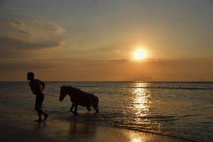 paard reflectie