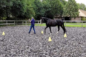 persoonlijk leiderschap, leiderschap met paarden
